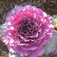 50 Flowering Cabbage Seeds Pigeon Pink Ornamental Kale Seeds