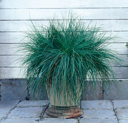 Blue Fescue Grass Seeds 25 Multi Pelleted Seeds