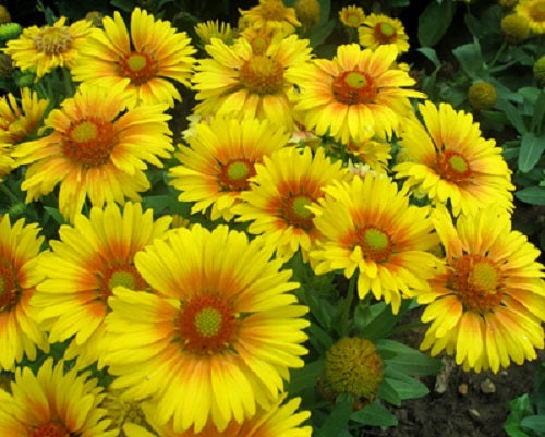 50 Gaillardia Seeds Arizona Apricot Shades Blanket Flower