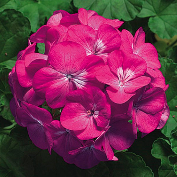 rose scented geranium seeds Geranium Seeds Pinto Deep Rose 15 seeds Flower Seeds – trailingpetunia.com