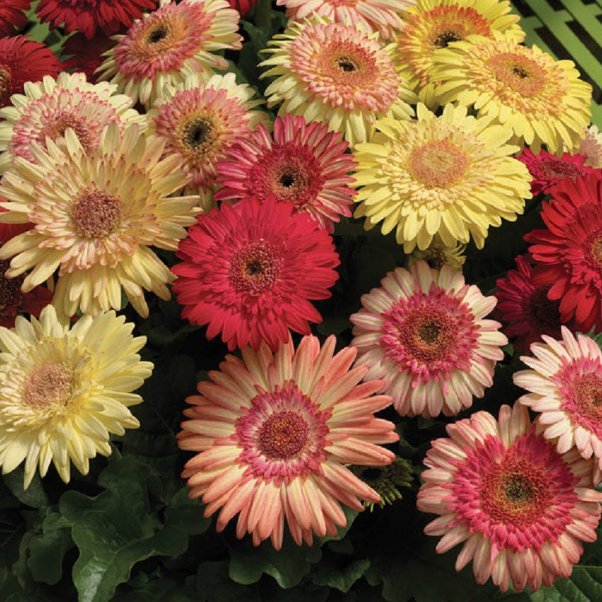 gerbera flower seeds online Gerbera Daisy Seeds | Gerbera Cartwheel Strawberry Twister