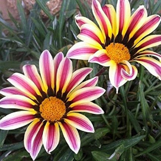 Gazania Seeds Garden Leader Rose Stripe Seeds 50 Flower Seeds