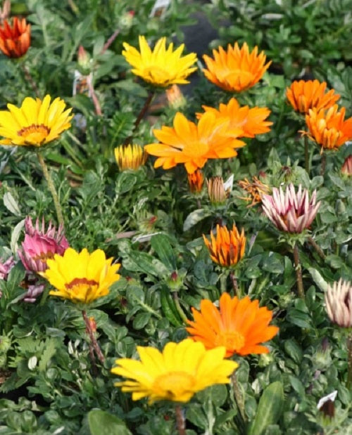 50 Gazania Seeds Gazoo Mix Seeds Flower Seeds