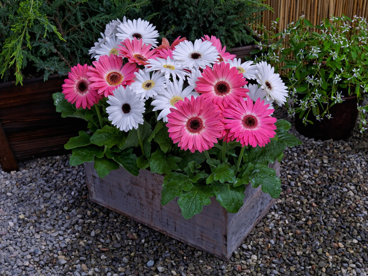 Gerbera Daisy Seeds Majorette Pink Halo With Eye Mix 15 thru 50 seeds