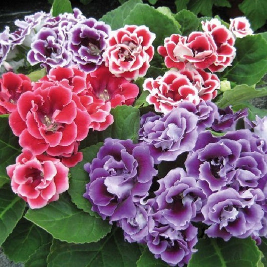 Gloxinia Seeds Avanti Mix 50 pelleted Seeds