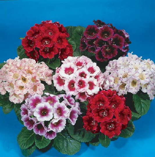 Gloxinia Seeds Empress Mix 15 thru 100 Pelleted Seeds