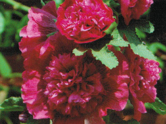 Alcea Seeds Hollyhock Seeds 25 thru 250 Chater Scarlet Seeds