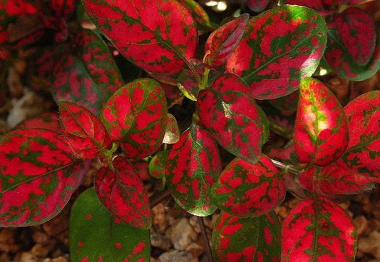 Hypoestes Seeds Hypoestes Select Splash Red 50 Seeds