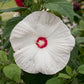 15 Hibiscus Seeds Honeymoon White With Eye Hardy Hibiscus Seeds