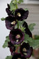 Perennial Hollyhock Seeds Watchman Black Hollyhock Holly 15 Seeds