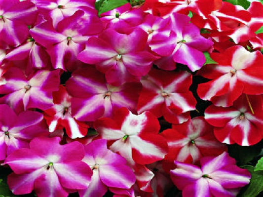 Impatiens Seeds Accent Star Mix 25 thru 500 Bulk Impatiens Flower Seeds