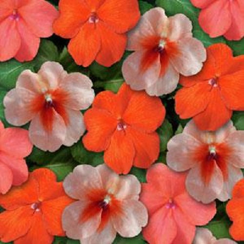 Impatiens Seeds 25 thru 500 Seeds Impatiens Super Elfin Xp Sedona Mix