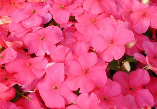 Impatiens Seeds 25 thru 500 Seeds Impatiens Super Elfin Xp Lipstick
