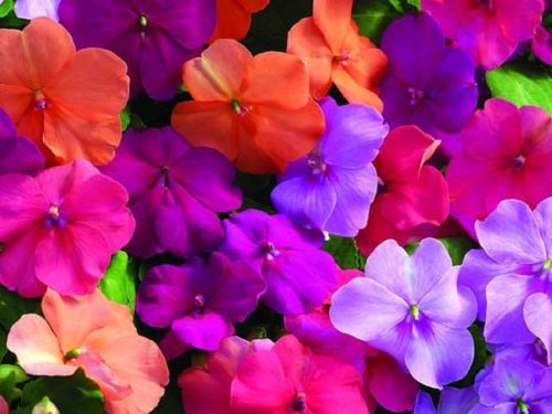 Impatiens Seeds Impatiens Xtreme Utopia Mix 50 Flower Seeds