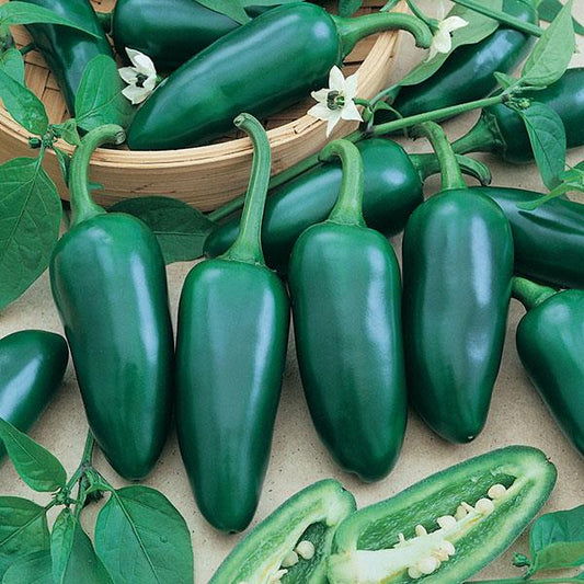 Bulk Hot Pepper Seeds 25 thru 1,000 Jalapeno M Pepper Seeds