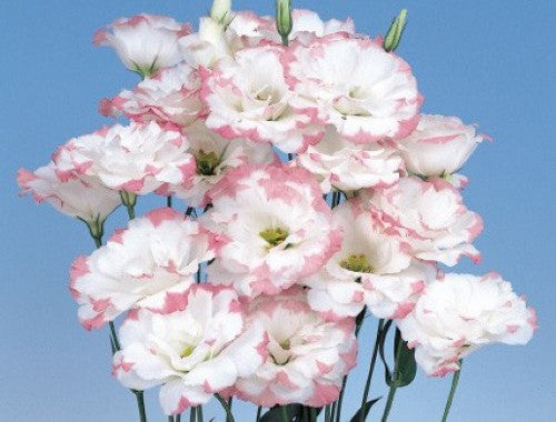 Lisianthus Seeds Echo Pink Picotee 25 thru 250 Pelleted Seeds Cut Flower Seeds