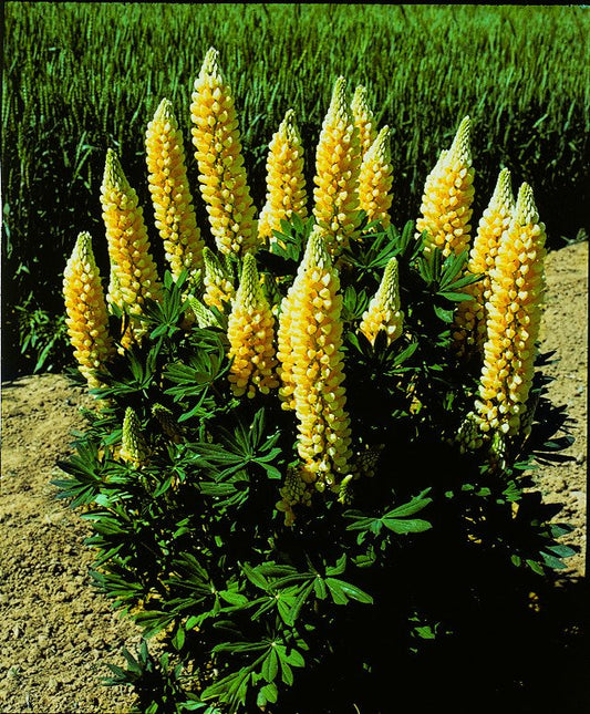 25 Lupine Seeds Popsicle Yellow Flower Seeds