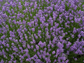 100 Lavandula Seeds Angustifolia Munstead Seeds flowering herb
