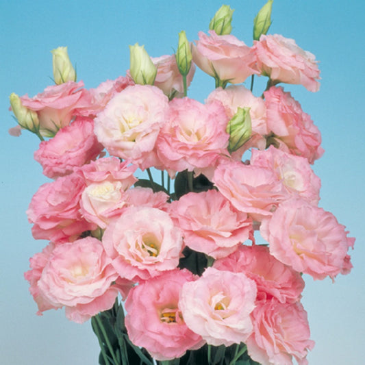 25 Pelleted Seeds Lisianthus Seeds Mariachi Misty Pink Cut Flower Seeds