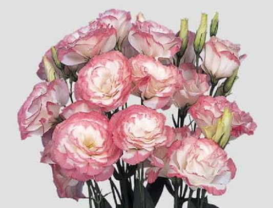 25 Pelleted Seeds Lisianthus Seeds Mariachi Pink Picotee Cut Flower Seeds