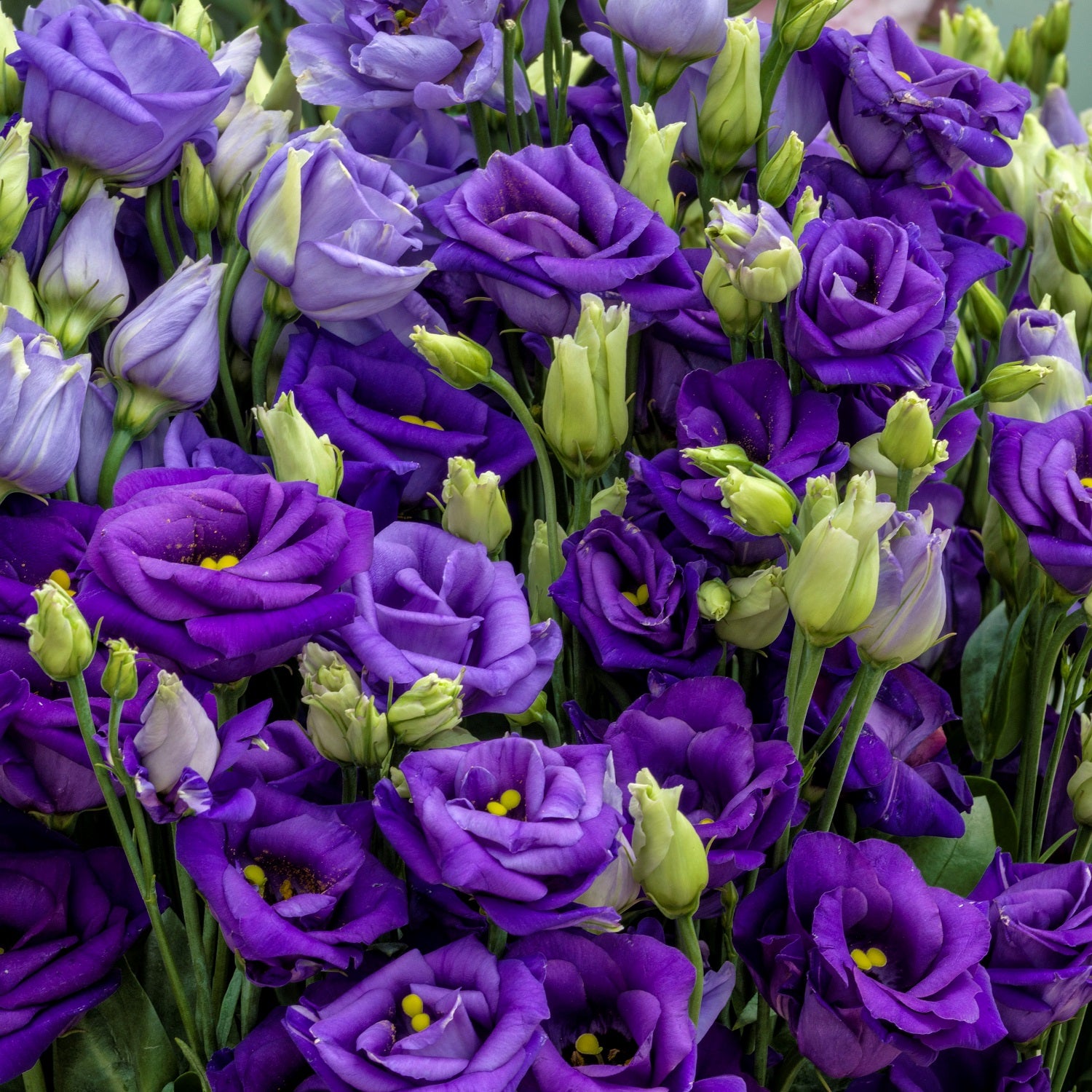 Cut Flower Seeds Rosita Blue Lisianthus Seeda 25 thru 100 Pelleted Seeds