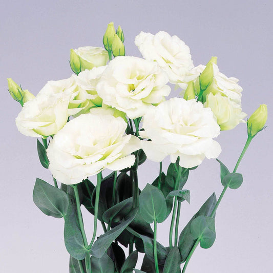 Flower Seeds Lisianthus Excalibur Green 50 Pelleted Lisianthus Seeds