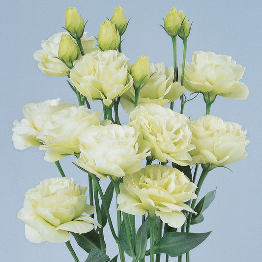 Lisianthus Seeds Rosita Green 25 Pelleted Seeds