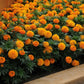 25 Marigold Seeds Marigold Taishan ® Orange African Marigold