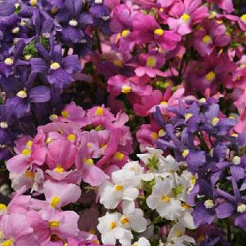 Nemesia Seeds Poetry Mix 25 Pelleted Seeds Annual Flower Seeds