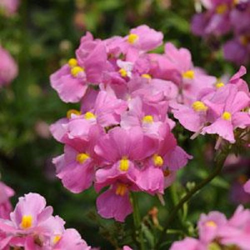 Nemesia Seeds Poetry Pink 25 Pelleted Seeds Annual Flower Seeds