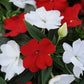 Impatiens Seeds 25 New Guinea Divine Red White Flower Seeds
