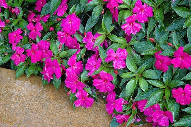 planting new guinea impatiens seeds Impatiens Seeds 25 Flower Seeds New Guinea Florific Violet