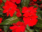 New Guinea Impatiens Seeds Florific Red 25 Impatiens Seeds