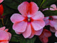 New Guinea Impatiens Seeds Florific Sweet Orange 25 Impatiens Seeds
