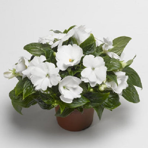 Impatiens Seeds 25 Flower Seeds New Guinea Florific White
