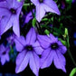 Nicotiana Seeds Perfume Blue 50 Pelleted Seeds Flowering Tobacco
