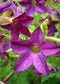 Flowering Tobacco Perfume Deep Purple 50 Pelleted Seeds Nicotiana Seeds