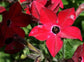 Flowering Tobacco Seeds Perfume Red 50 Pelleted Seeds Nicotiana Seeds