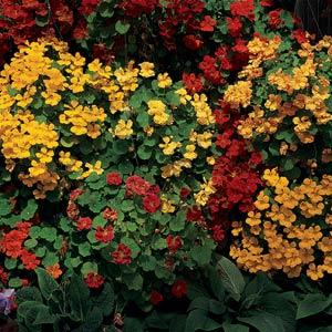 Nasturtium Seeds 25 Nasturtium Whirlybird Mix Seeds