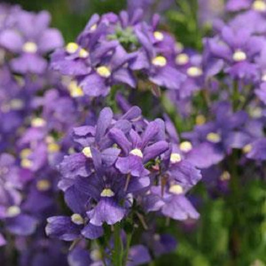 Nemesia Seeds Poetry Blue 25 Pelleted Seeds Annual Flower Seeds