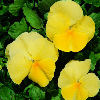 Pansy Seeds Character Clear Primrose 25 thru 500 Seeds