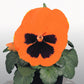 50 Pansy Seeds Character Orange With Face Flower Seeds