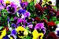 50 Pansy Seeds Character All Colors Flower Seeds