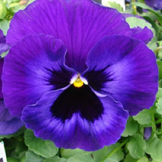 Pansies 50 Seeds Delta Neon Violet Flower Seeds