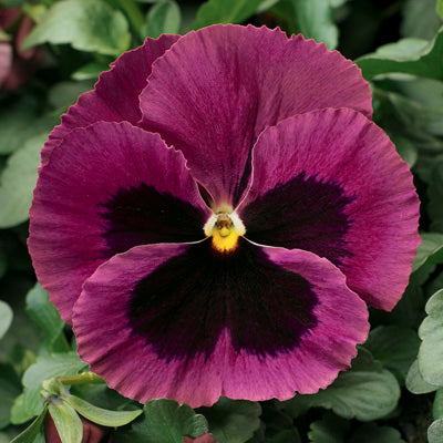 Pansies 50 Pansy Seeds Delta Rose With Blotch Flower Seeds