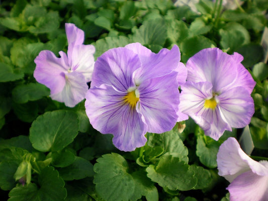 50 Pansy Seeds Delta Lavender Blue Shades Flower Seeds