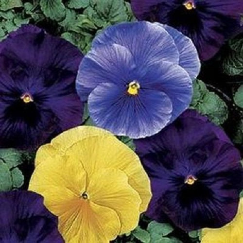 50 Pansy Seeds Pansies Delta Tri Color Mix Flower Seeds