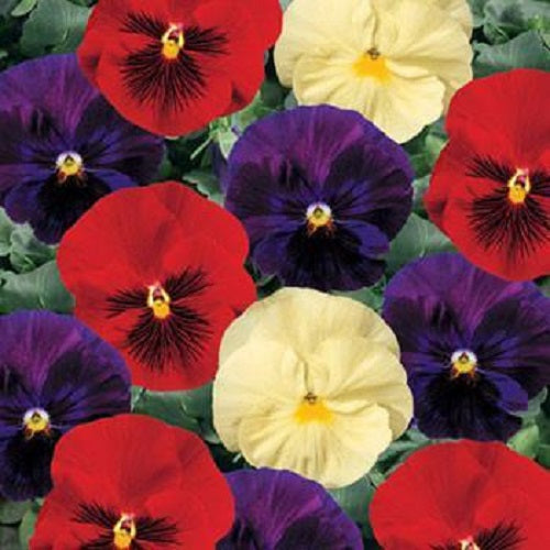 50 Pansy Seeds Pansies Delta Wine Cheese Flower Seeds