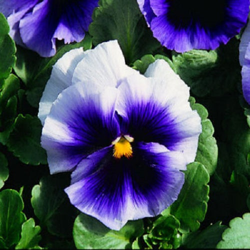 50 Pansy Seeds Faces Beaconfields Pansies Seeds