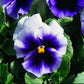 50 Pansy Seeds Faces Beaconfields Pansies Seeds